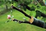 Do Grafted Trees Grow?