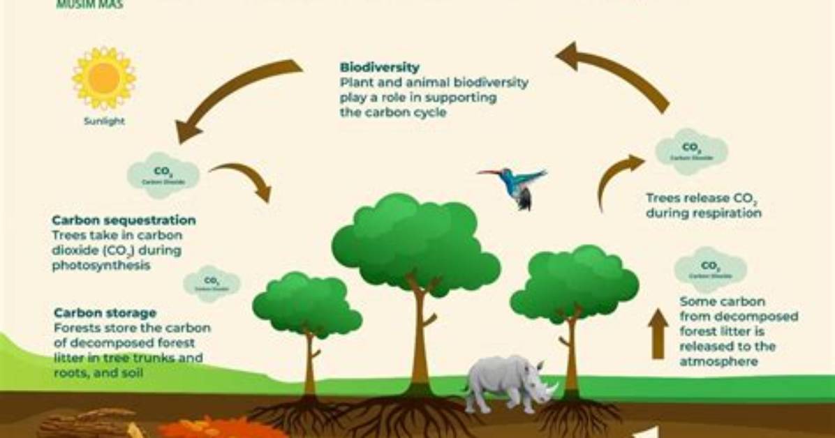 Do Grasslands Sequester Carbon?