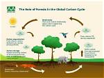 Do Grasslands Sequester Carbon?