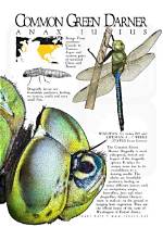 Do Green Darners Bite?