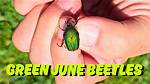 Do Green June Beetle Bite?