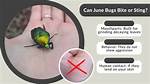 Do Green June Bugs Bite?