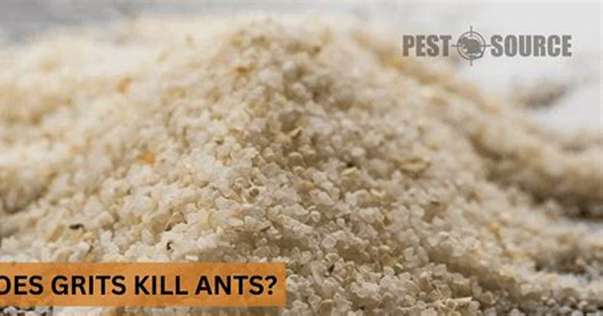Do Grits Kill Ants? | Contextresponse. Com