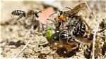 Do Ground Bees Go Away