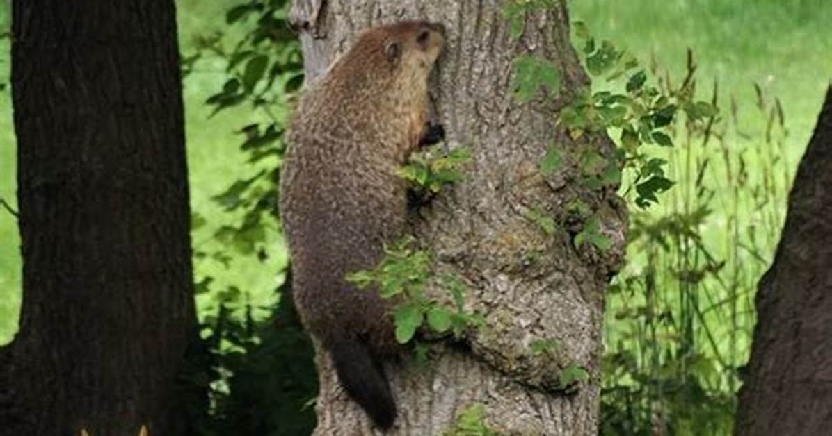 Do Ground Hogs Climb Trees