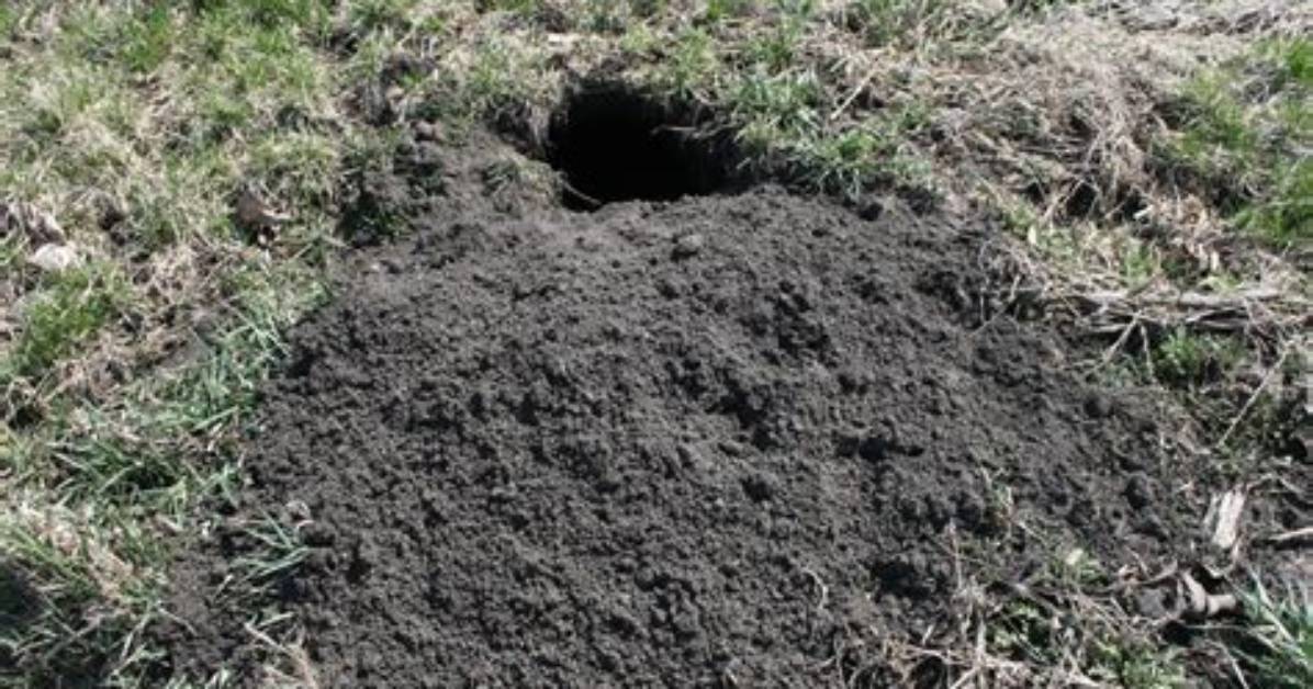 Do Groundhogs Dig Holes