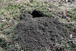 Do Groundhogs Dig Holes