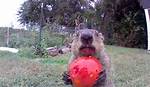 Do Groundhogs Eat Tomatoes?