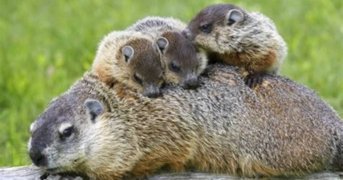 Do Groundhogs Have a Call