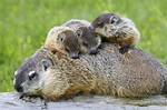 Do Groundhogs Have a Call