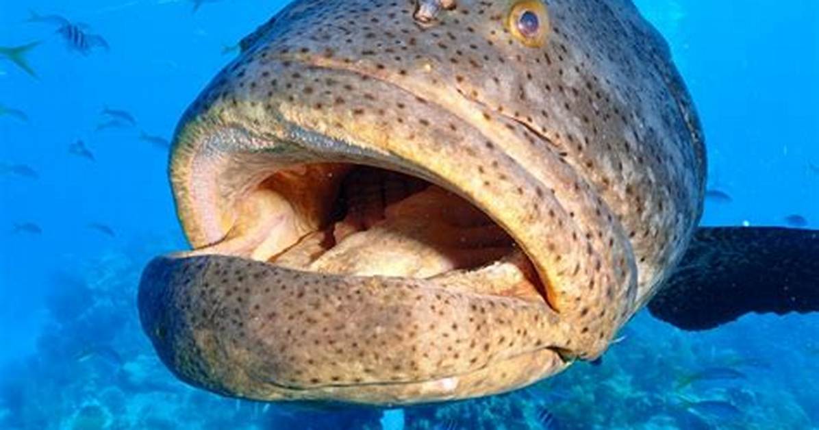 Do Groupers Attack Humans?
