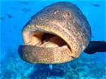 Do Groupers Attack Humans?