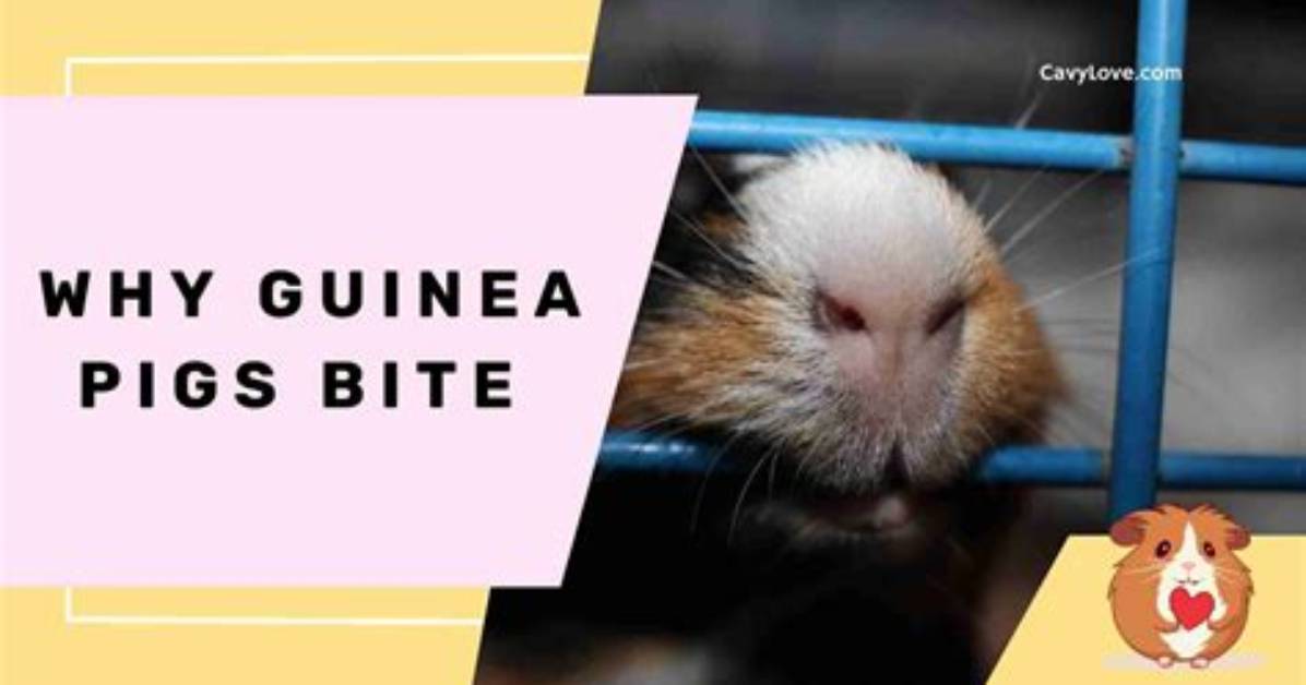 Do Guinea Pigs Bite Hard?