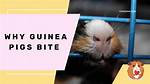 Do Guinea Pigs Bite Hard?