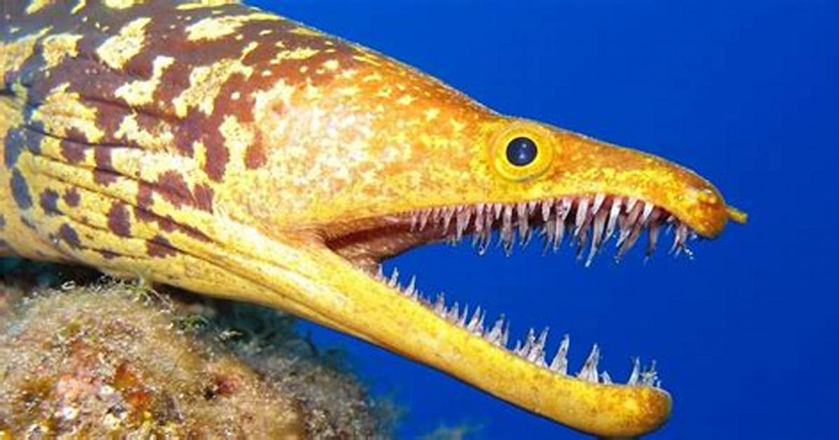 Do Gulper Eels Have Teeth?