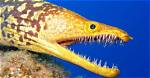Do Gulper Eels Have Teeth?