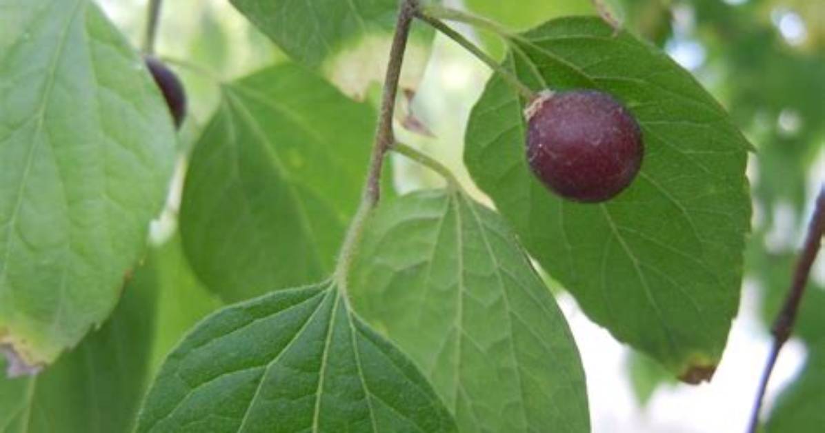 Do Hackberry Trees Have Thorns?