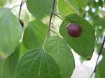 Do Hackberry Trees Have Thorns?