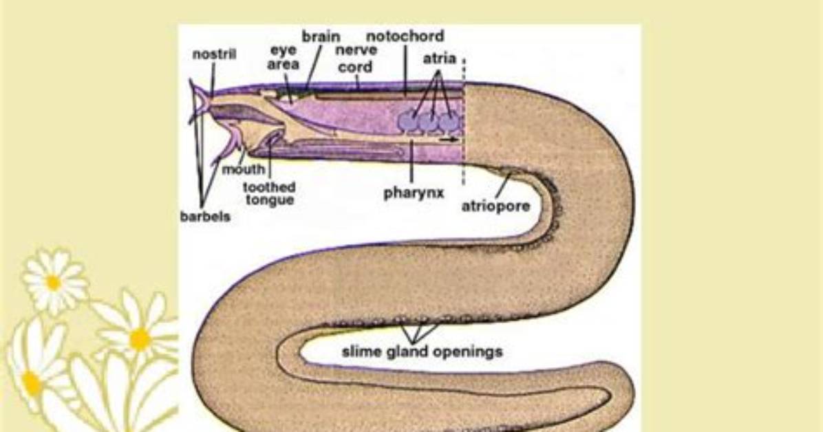Do Hagfish Have Bones? | Contextresponse. Com