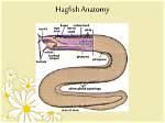 Do Hagfish Have Bones? | Contextresponse. Com