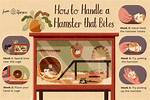 Do Hamsters Bite