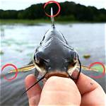 Do Hardhead Catfish Sting?