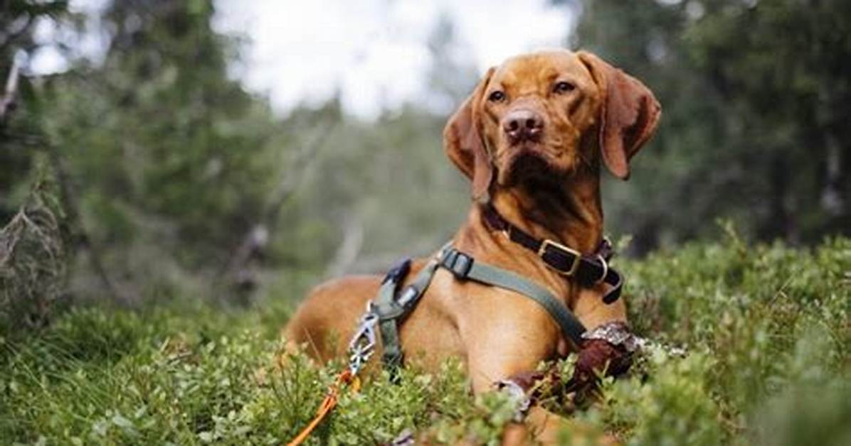 Do Harnesses Restrict Movement?