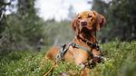 Do Harnesses Restrict Movement?