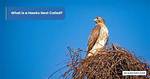 Do Hawks Make Nests