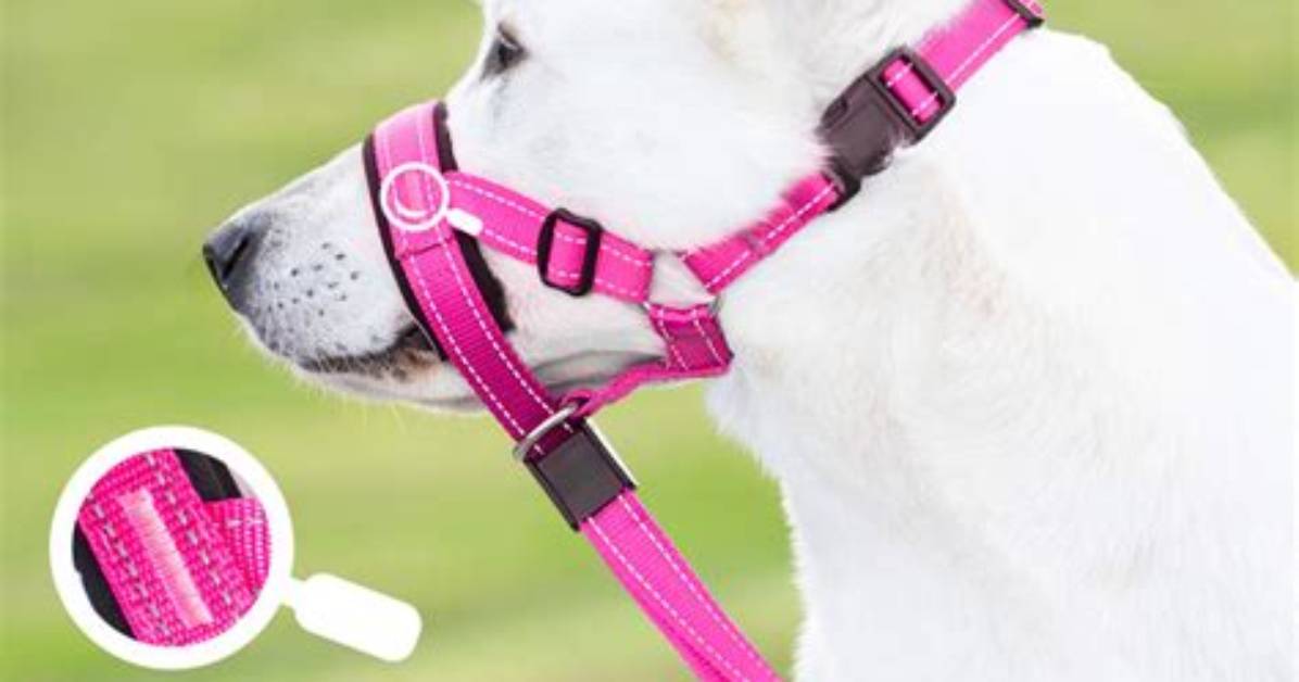 Do Head Halters Work?