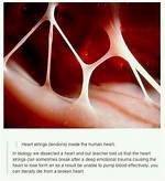 Do Heartstrings Really Break?