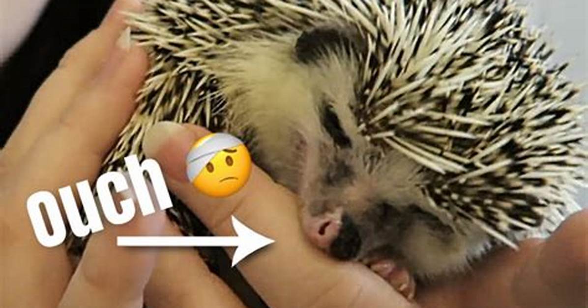 Do Hedgehogs Bite