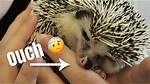Do Hedgehogs Bite