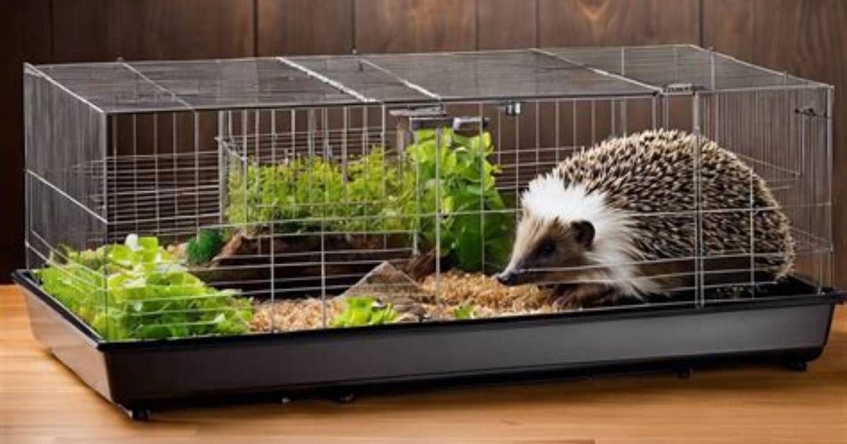 Do Hedgehogs Like Multi Level Cages?