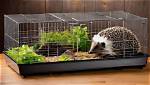 Do Hedgehogs Like Multi Level Cages?