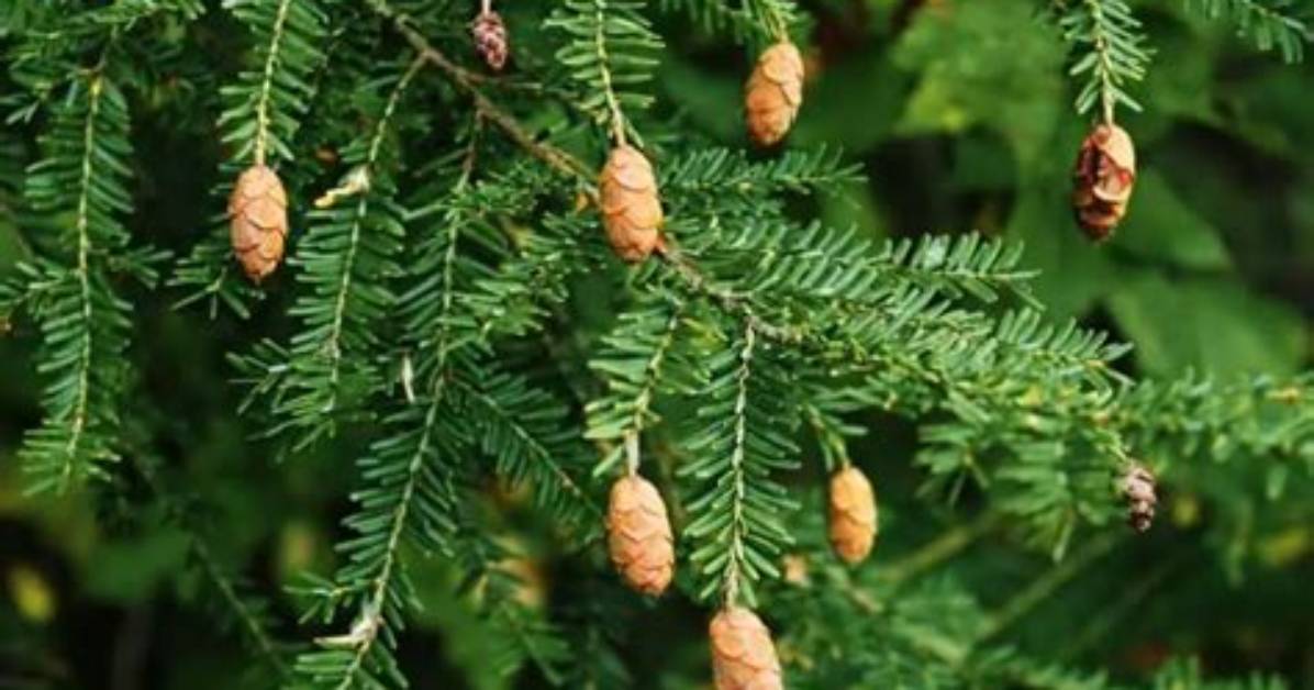 Do Hemlocks Have Cones?