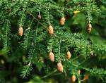 Do Hemlocks Have Cones?
