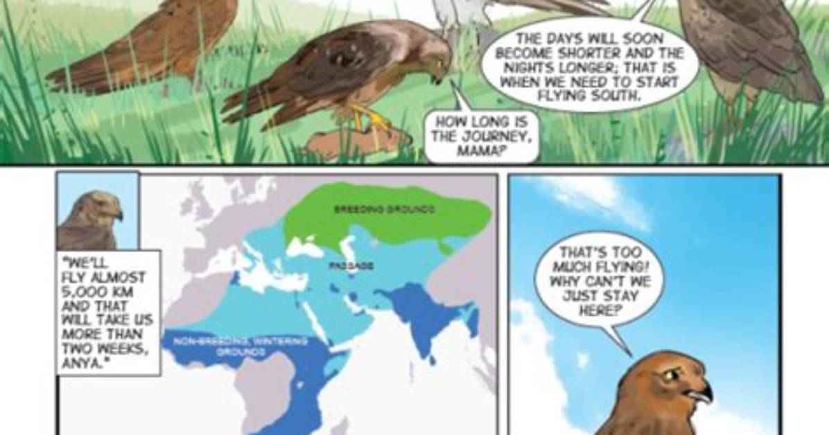 Do Hen Harriers Migrate?