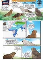 Do Hen Harriers Migrate?