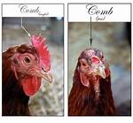 Do Hens Have a Comb?