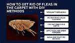 Do Hillarys Do Carpets