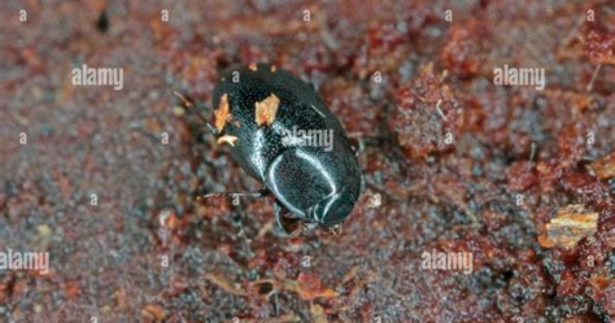 Do Hister Beetles Bite?