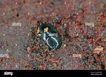 Do Hister Beetles Bite?