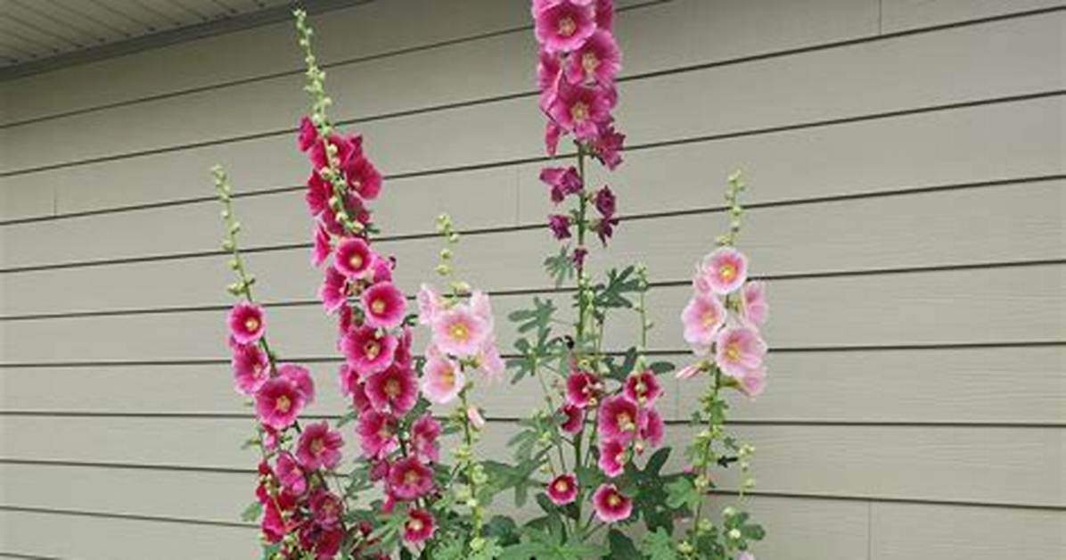 Do Hollyhocks Multiply