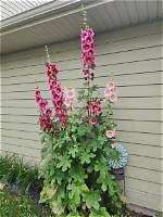 Do Hollyhocks Multiply