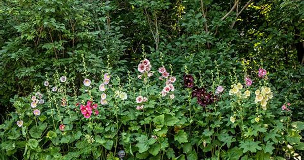 Do Hollyhocks Spread