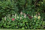 Do Hollyhocks Spread