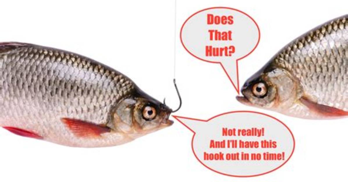 Do Hooks Hurt Fish?