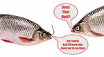 Do Hooks Hurt Fish?