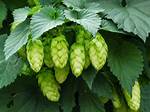 Do Hops Get You High